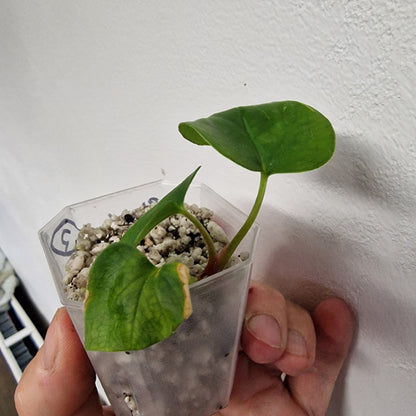 Anthurium Black Magic exact plant (#3)