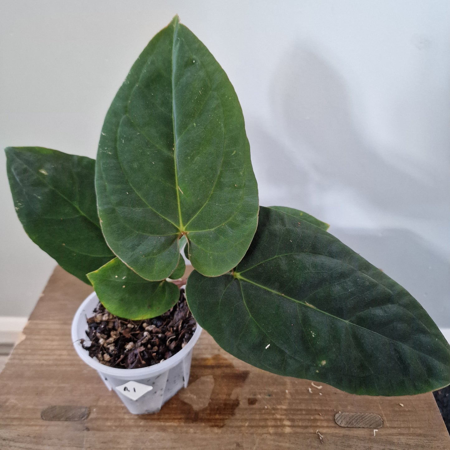 Ecuagenera Rehab Anthurium Dressleri (A1)