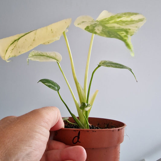 Monstera Thai Constellation Rare Houseplant 10.5cm pot (d)