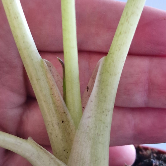 Alocasia Wentii Variegata Rare Houseplant 9cm pot (1)