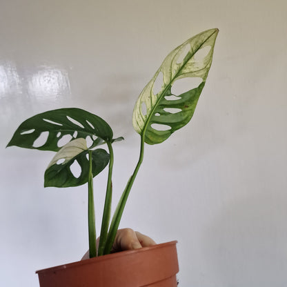 Monstera Adansonii Variegated #A