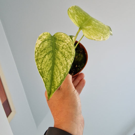 Monstera Deliciosa Mint Variegata Rare Houseplant 10.5cm pot (1)