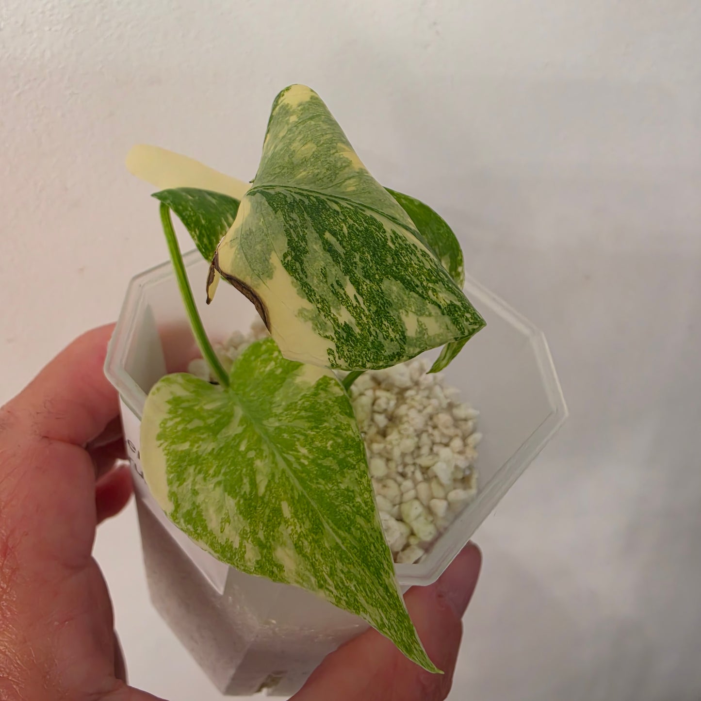 Monstera Crème Brûlée – Exact Plant No. 1 - See Description