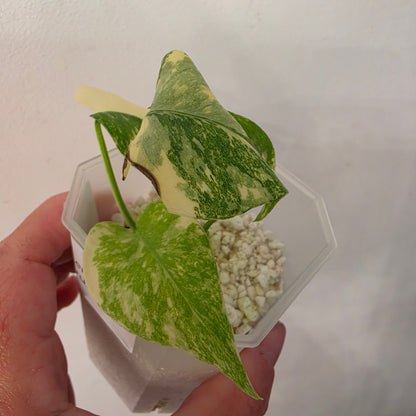 Monstera Crème Brûlée – Exact Plant No. 1 - See Description