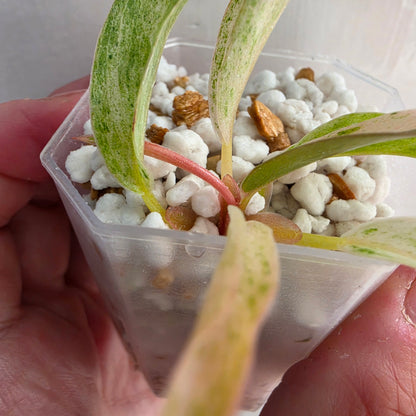 Philodendron Strawberry Caramel Marble (4) – Exact Plant - See description