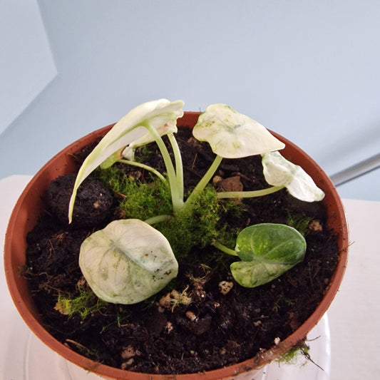Alocasia Ninja Tricolor Rare Houseplant 10.5cm pot (1)