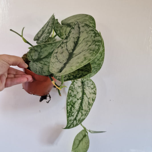 Scindapsus Silver Lady Rare Houseplant 7cm pot