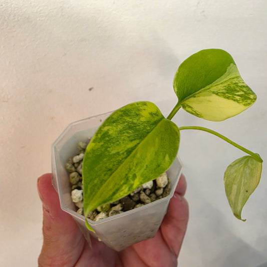 Monstera Aurea – Exact Plant No. 9 - See Description