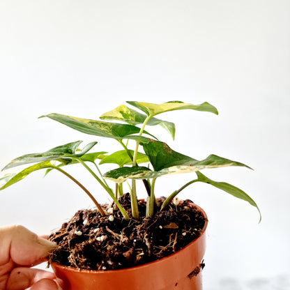 Syngonium Aurea multiple Houseplants in each 14cm pot (4)