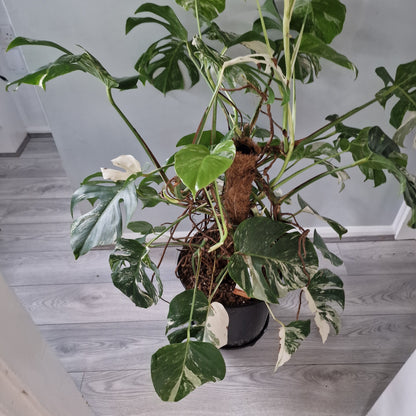 Monstera Albo approx 10 Plants in the 30cm Pot - 130cm tall collection only.