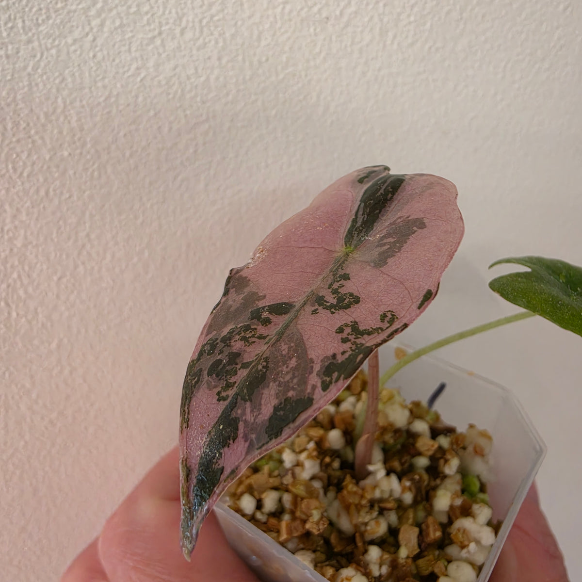 Alocasia Pink Nobilis Variegated – Fully Acclimatised | Exact Plant #1