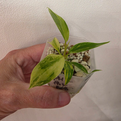 Philodendron Florida Beauty x Bob Cee Variegated – Exact Plant #4