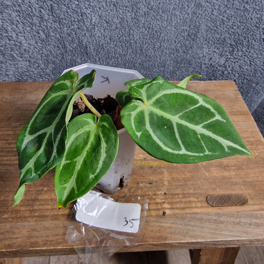 Anthurium NoID Ecuagenera Import (k) worth £35 – Rehab Plant