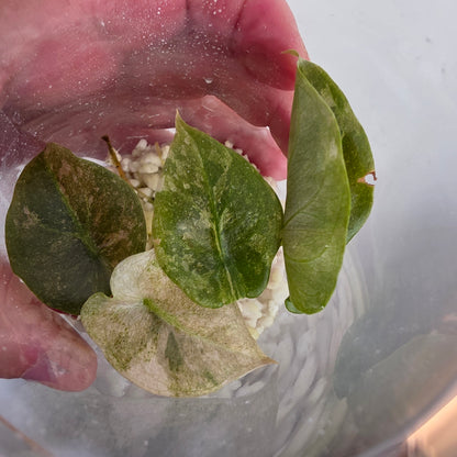 Alocasia Cuprea Pink Spot Tissue Culture 🌸 see description