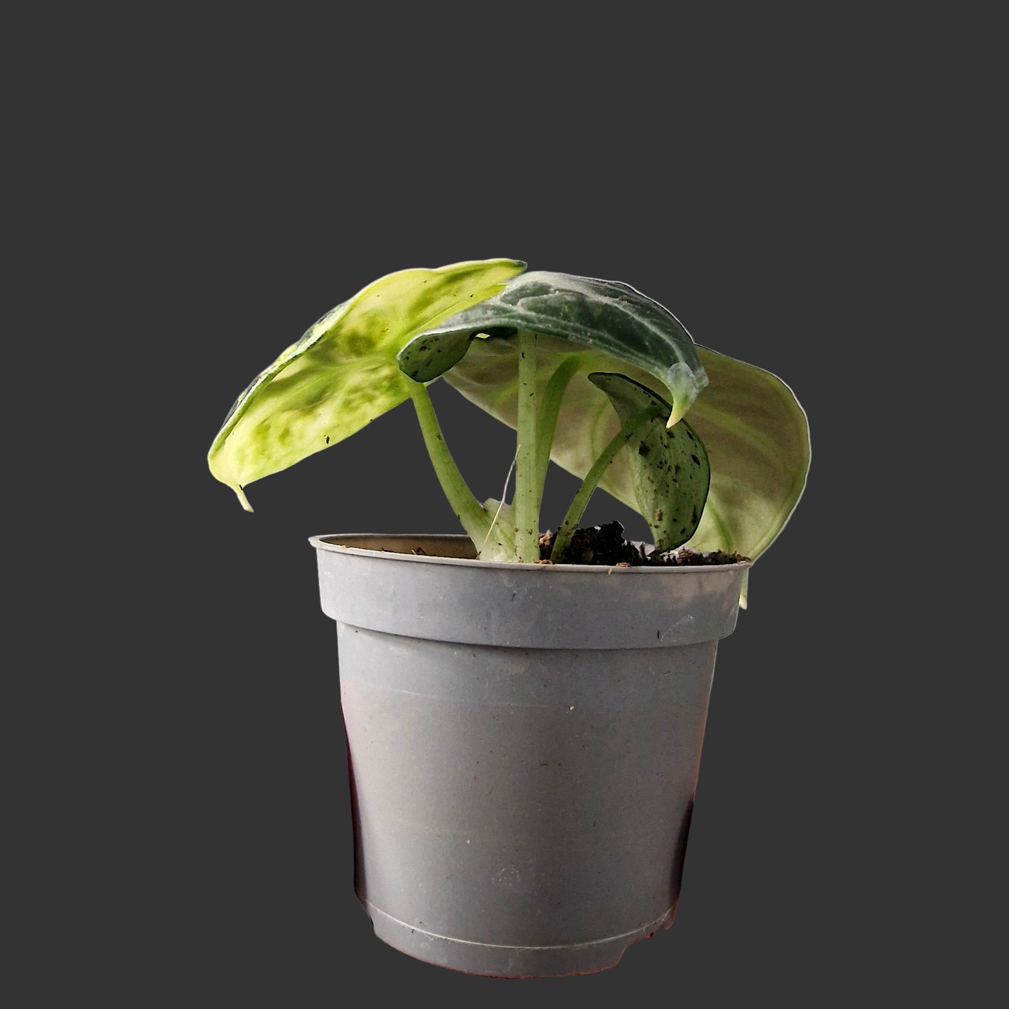 Alocasia Ninja Variegated Rare Houseplant 6cm pot (1)