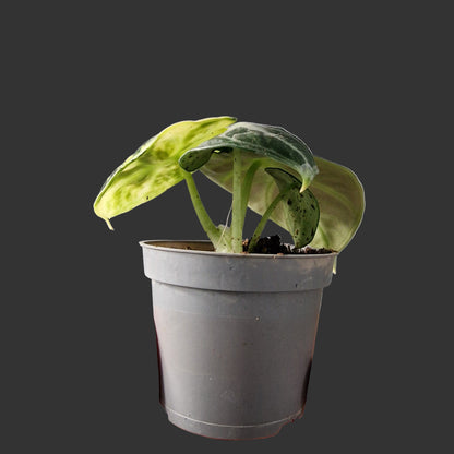 Alocasia Ninja Variegated Rare Houseplant 6cm pot (1)