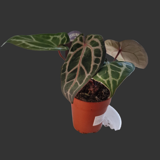 Anthurium ‘Michelle’ by DocBlock – 9cm Pot (#5)