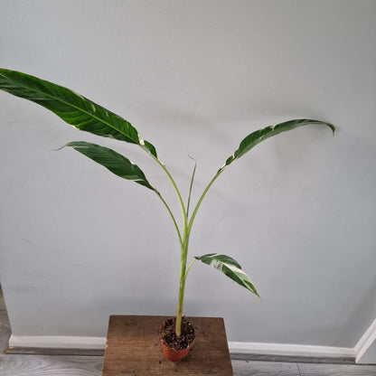 Musa ‘Florida’ – 10.5cm Pot (#4)