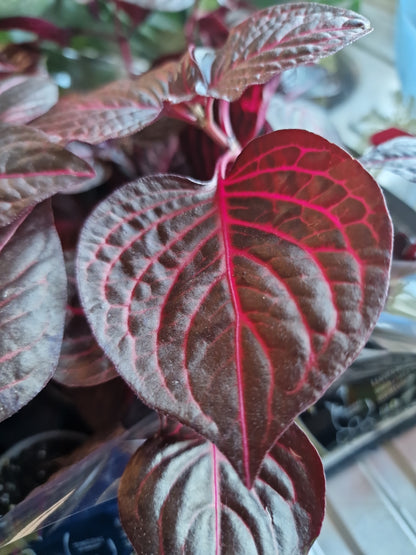 Iresine Herbstii Bloodleaf Rare Houseplant 6cm pot