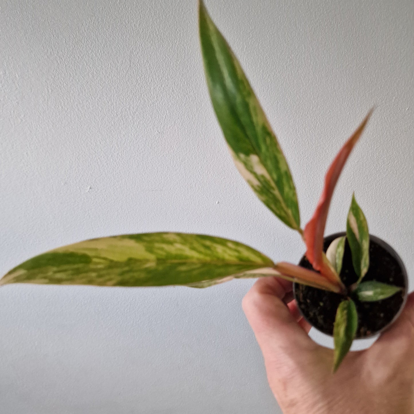 Philodendron Caramel Marble – 6cm Pot (#2)