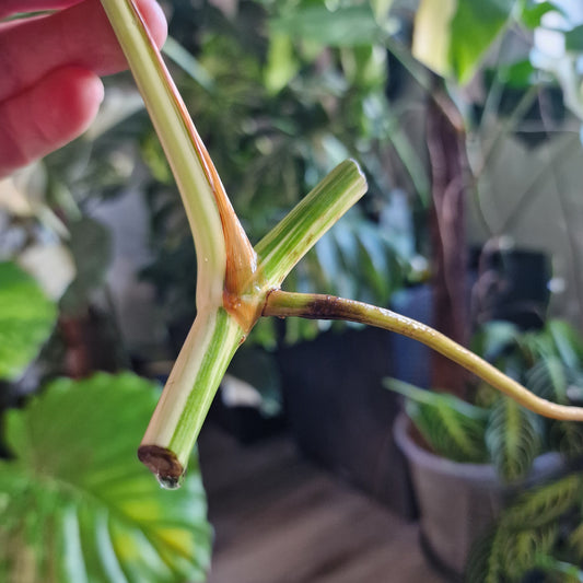 Monstera Albo Highly Variegated Middle Cutting
