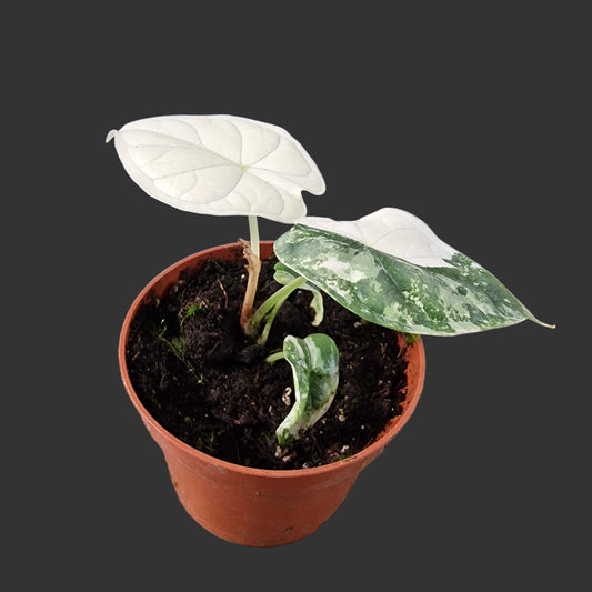 Alocasia Dragon Scale Variegata Rare Houseplant 10.5cm pot (3)