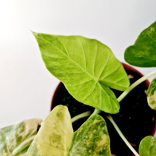 Alocasia Gageana Aurea Houseplant 7cm pot (2)