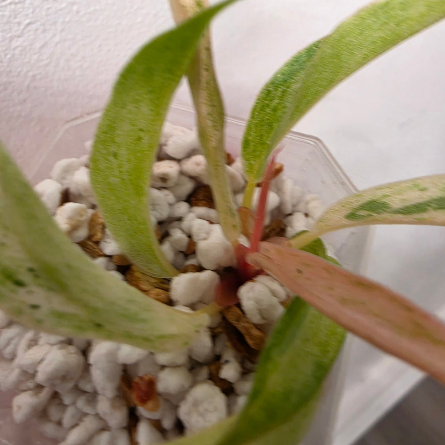 Philodendron Strawberry Caramel Marble (1) – Exact Plant - See description