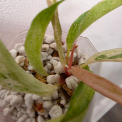 Philodendron Strawberry Caramel Marble (1) – Exact Plant - See description