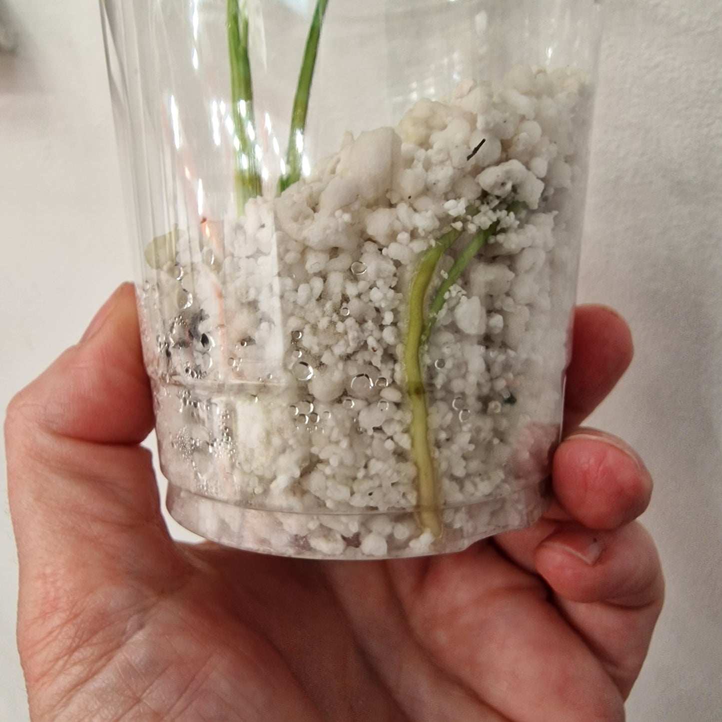 Monstera Bulbasaur – Young TC Plant (Exact Plant #1-9)