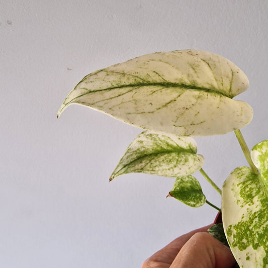 Monstera Deliciosa Mint Variegata Rare Houseplant 10.5cm pot (3)