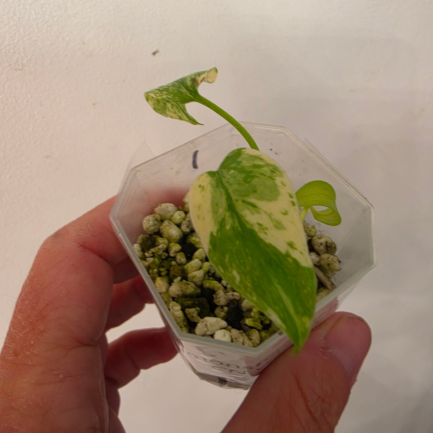 Monstera Mint China’s Version – Exact Plant No. 1 - See Description