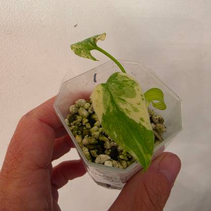 Monstera Mint China’s Version – Exact Plant No. 1 - See Description