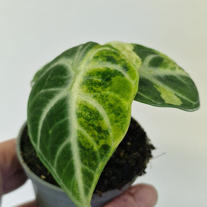 Alocasia Ninja Variegata – 6cm Pot (#2)