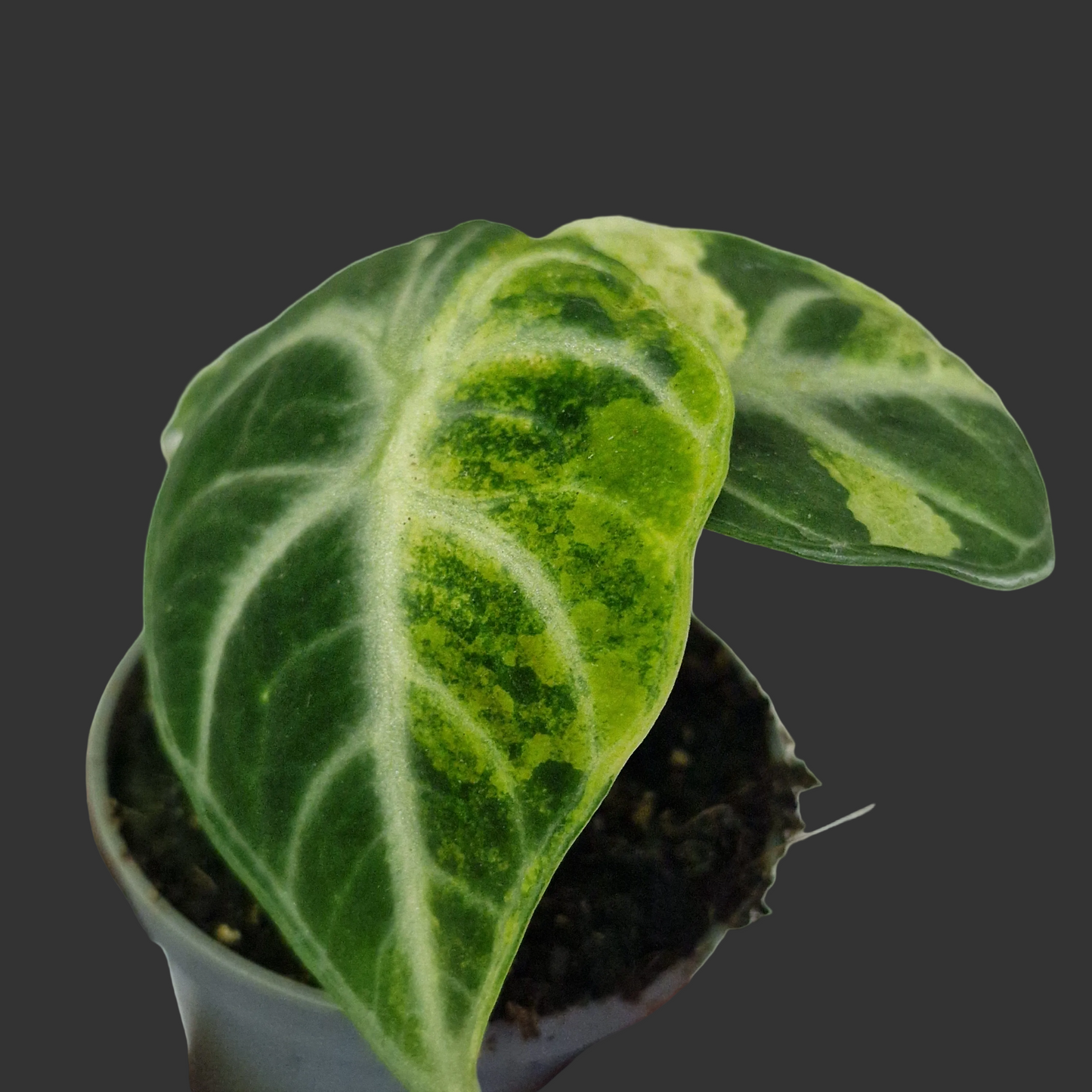 Alocasia Ninja Variegata – 6cm Pot (#2)