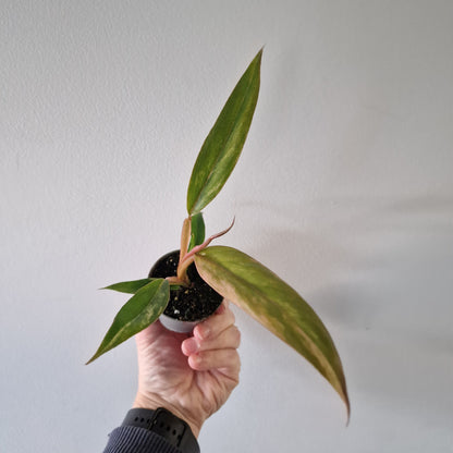 Philodendron Caramel Marble – 6cm Pot (#3)