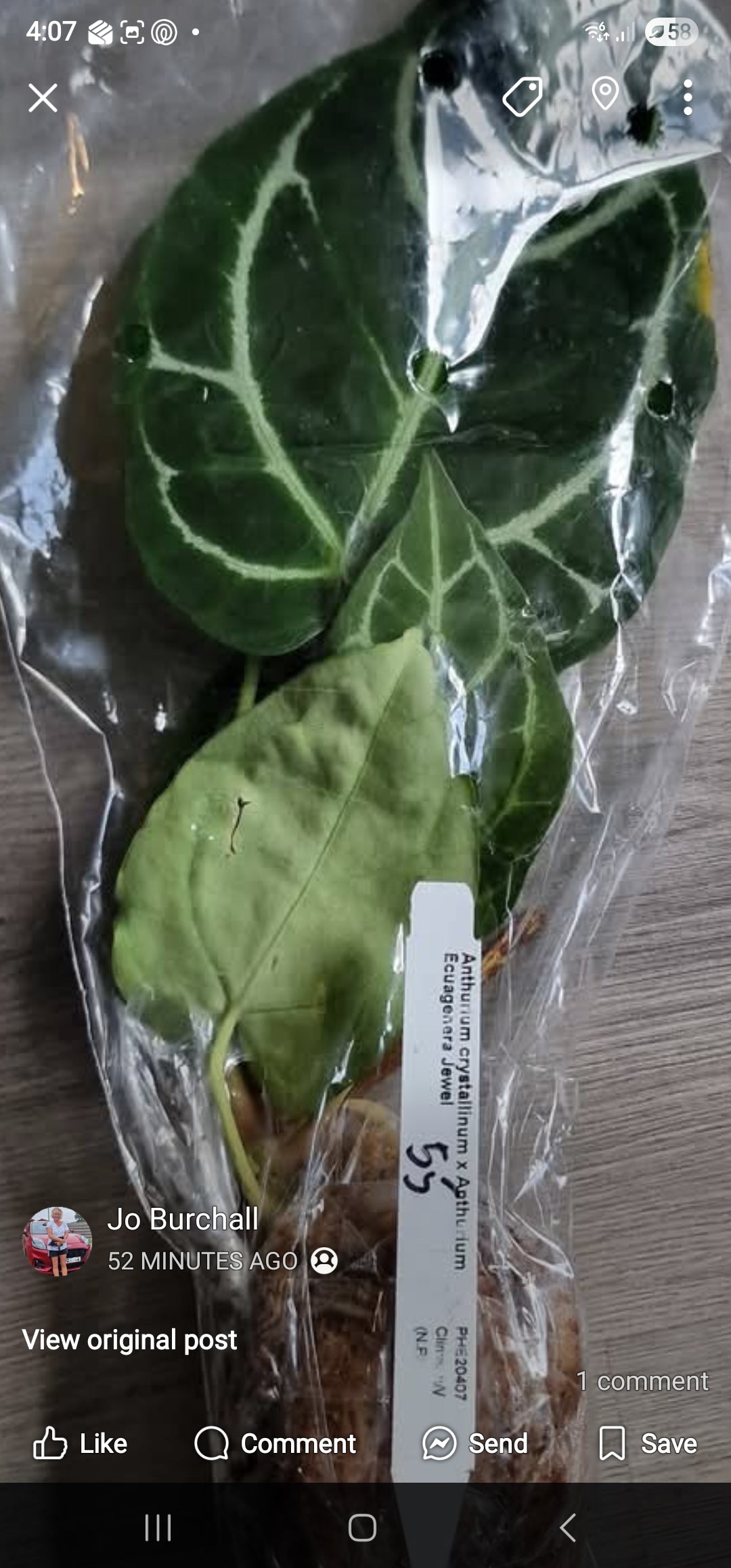 Sunday Sale - Tristan Anthurium