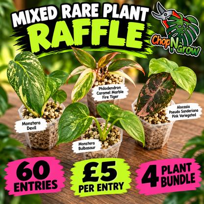 MIXED RARE PLANT BUNDLE - see description