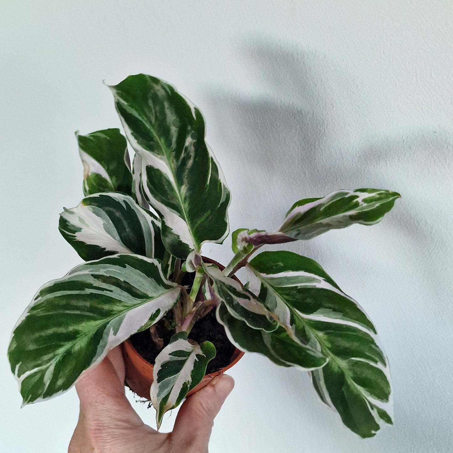 Calathea ‘White Fusion’ – 7cm Pot