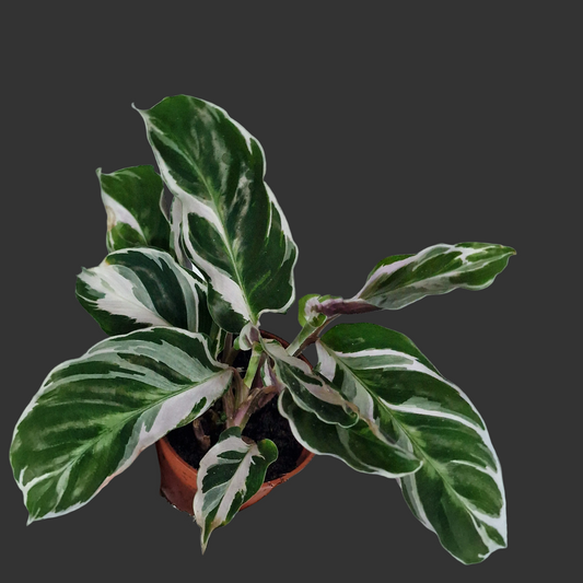 Calathea ‘White Fusion’ – 7cm Pot