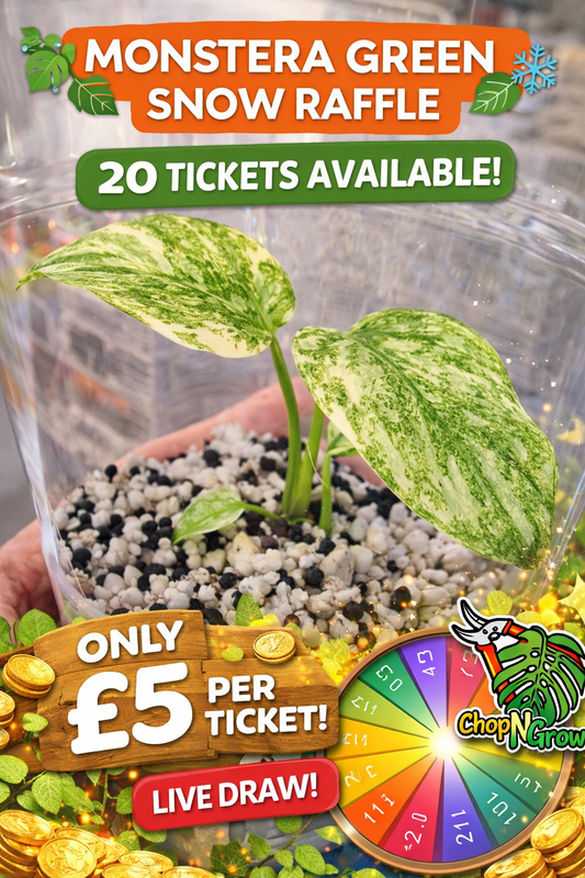 Monstera Green Snow – See Description!