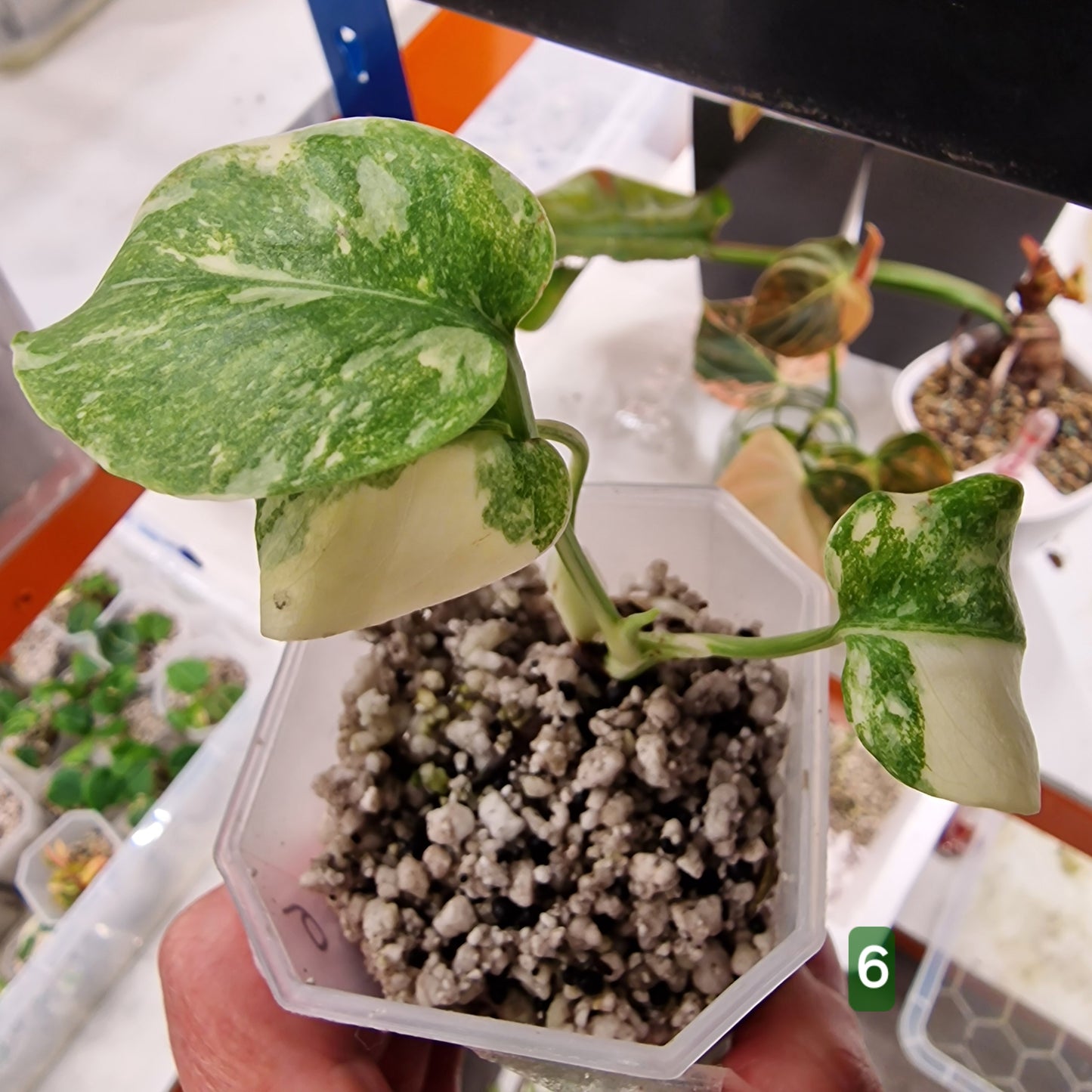 Monstera Legacy – Choose Your Plant