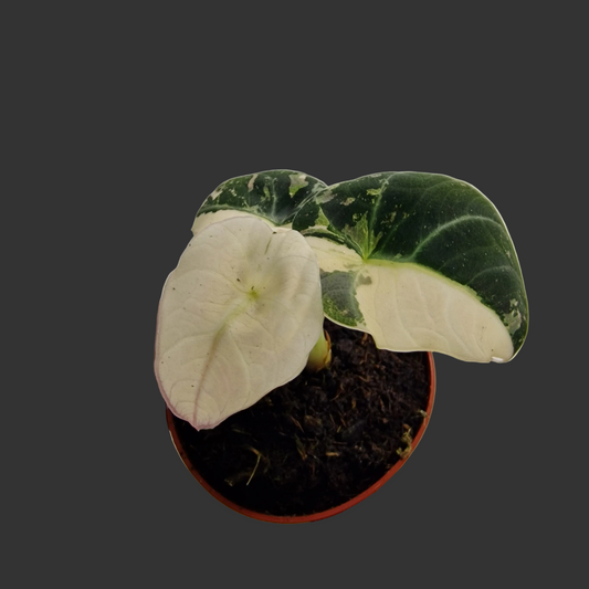 Alocasia Polly Variegated – 7cm Pot (#2)