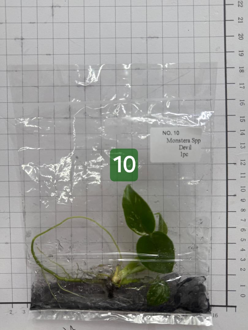 Choose your own Monstera Devil Tissue Culture Plantlet Pre-Order - see description