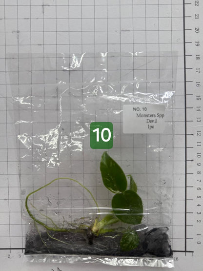Choose your own Monstera Devil Tissue Culture Plantlet Pre-Order - see description