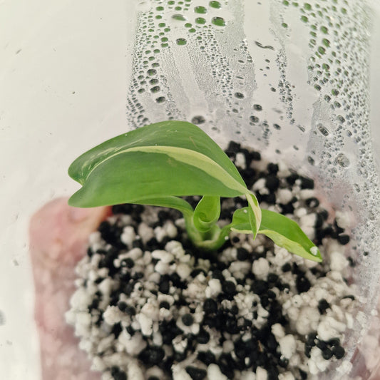 PRE-ORDER – Monstera Lemon Lime ‘Pom Pom’ - Young Exact TC Plant (#4)