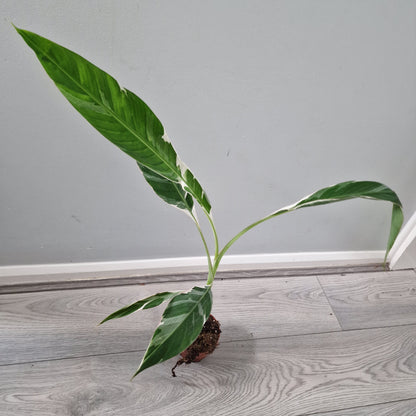 Musa Florida Variegata Rare Houseplant 10.5cm pot (4)