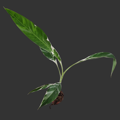 Musa Florida Variegata Rare Houseplant 10.5cm pot (4)