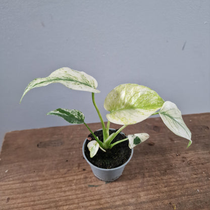 Monstera Mint Rare Houseplant 6cm pot (1)
