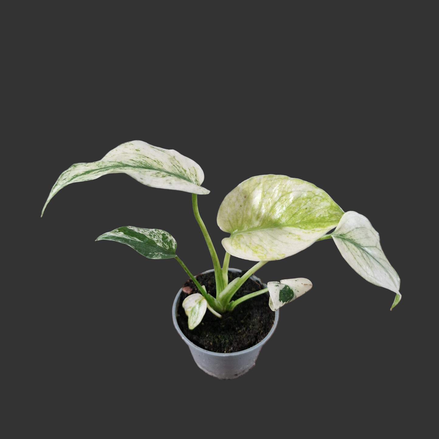 Monstera Mint Rare Houseplant 6cm pot (1)